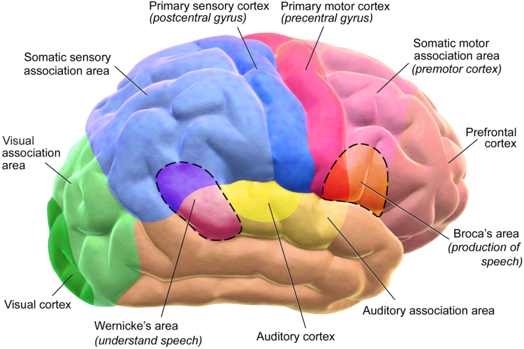 Human brain wikipedia